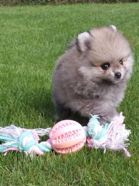 regalo pomerania whatsapp  0039 353 317 4023  | Foto 0