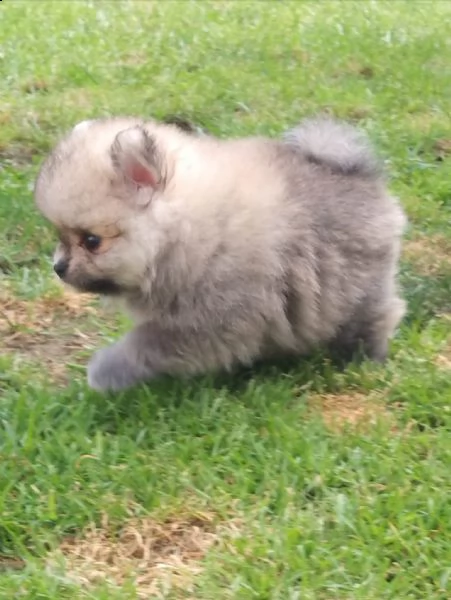 regalo pomerania whatsapp  0039 353 317 4023 