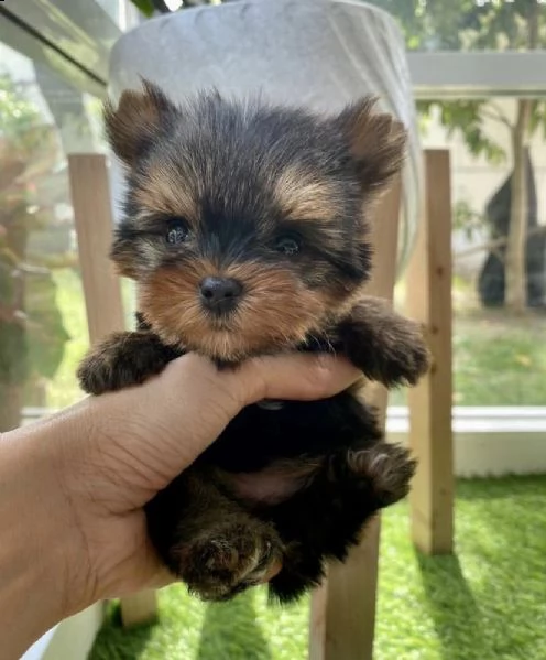 regalo cuccioli di yorkie whatsapp  0039 353 317 4023  | Foto 2
