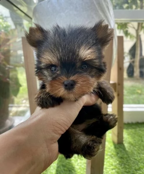 regalo cuccioli di yorkie whatsapp  0039 353 317 4023  | Foto 1
