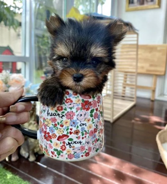regalo cuccioli di yorkie whatsapp  0039 353 317 4023  | Foto 0