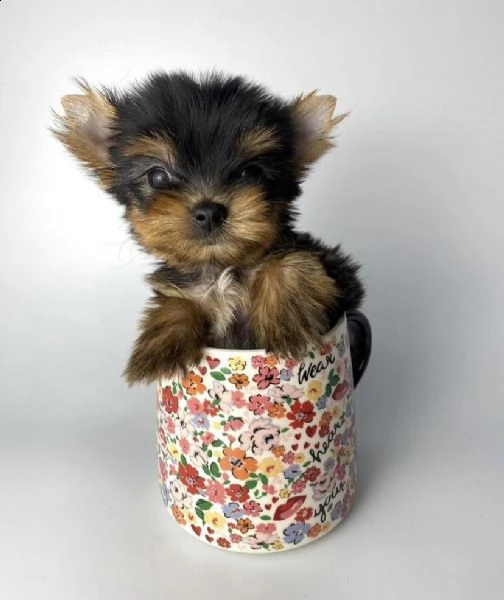 regalo cuccioli di yorkie whatsapp  0039 353 317 4023 