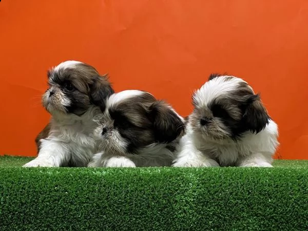 adotta un cucciolo shih tzu  whatsapp  0039 353 317 4023  | Foto 2