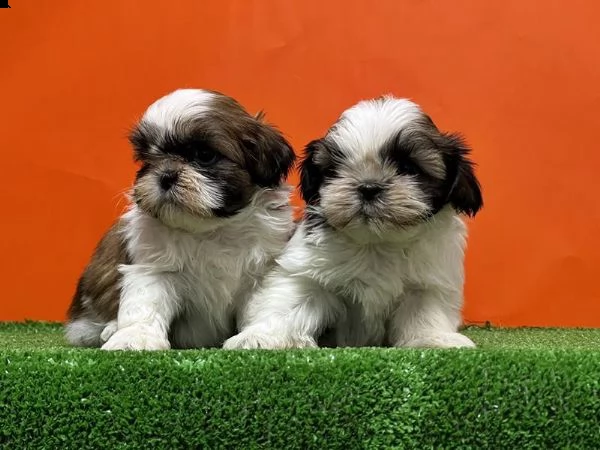 adotta un cucciolo shih tzu  whatsapp  0039 353 317 4023  | Foto 1