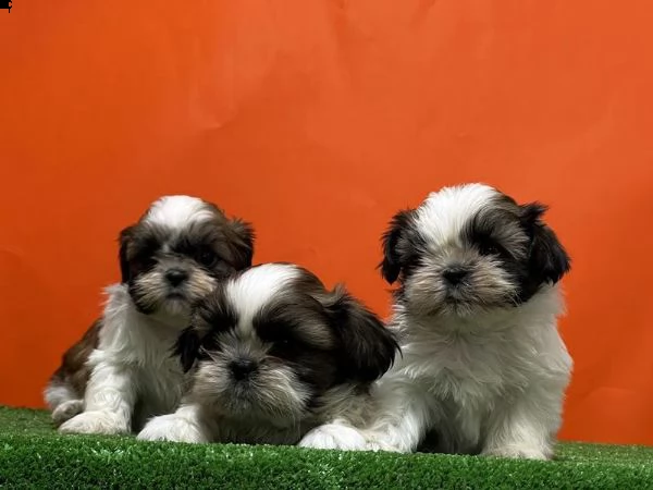 adotta un cucciolo shih tzu  whatsapp  0039 353 317 4023  | Foto 0