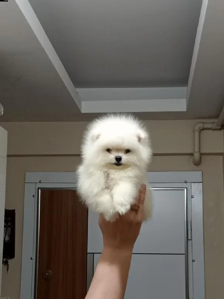 adotta un pomerania  whatsapp  0039 353 317 4023  | Foto 1