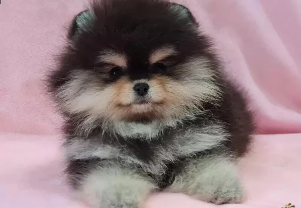 femmine maschi pomerania disponibili whatsapp  0039 353 317 4023  | Foto 2