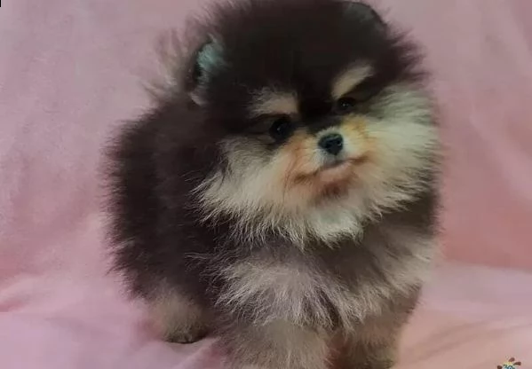 femmine maschi pomerania disponibili whatsapp  0039 353 317 4023  | Foto 1
