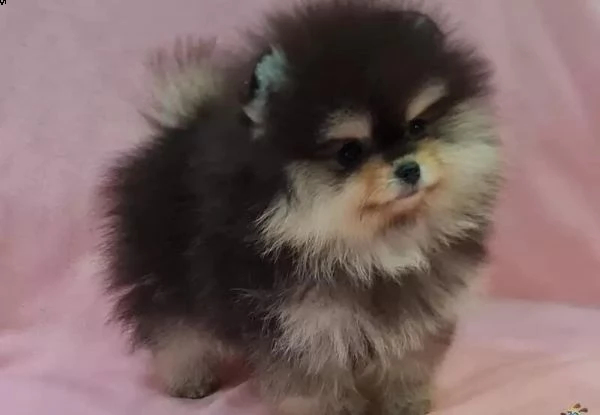 femmine maschi pomerania disponibili whatsapp  0039 353 317 4023  | Foto 0