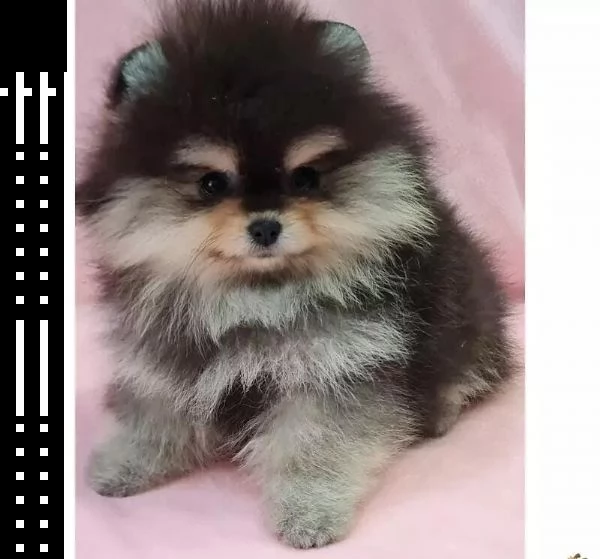 femmine maschi pomerania disponibili whatsapp  0039 353 317 4023 