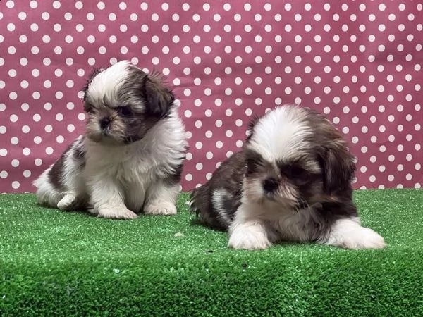 femmine maschi shih tzu disponibili whatsapp  0039 353 317 4023  | Foto 2