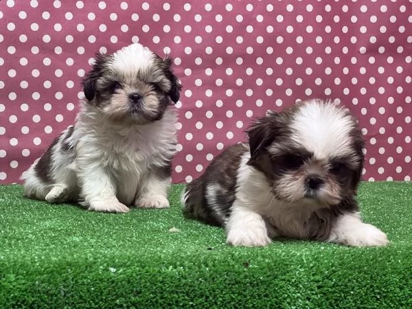 femmine maschi shih tzu disponibili whatsapp  0039 353 317 4023  | Foto 0