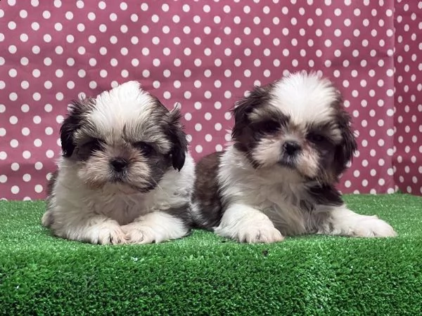 femmine maschi shih tzu disponibili whatsapp  0039 353 317 4023 