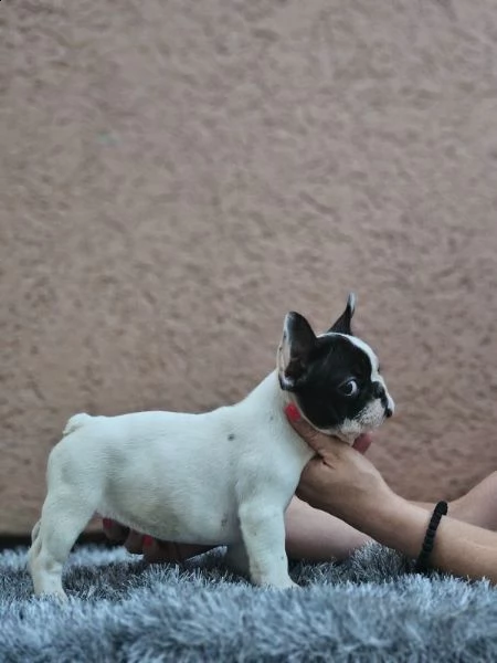 bulldog francese bellissimi cuccioli