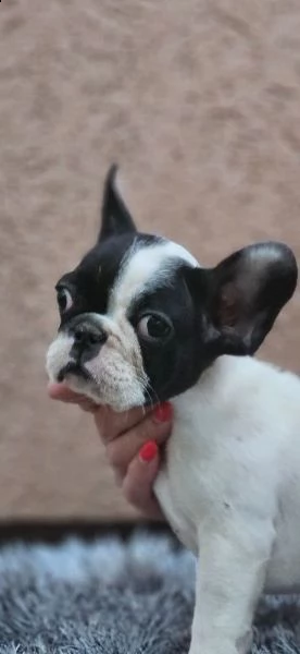 bulldog francese bellissimi cuccioli | Foto 4