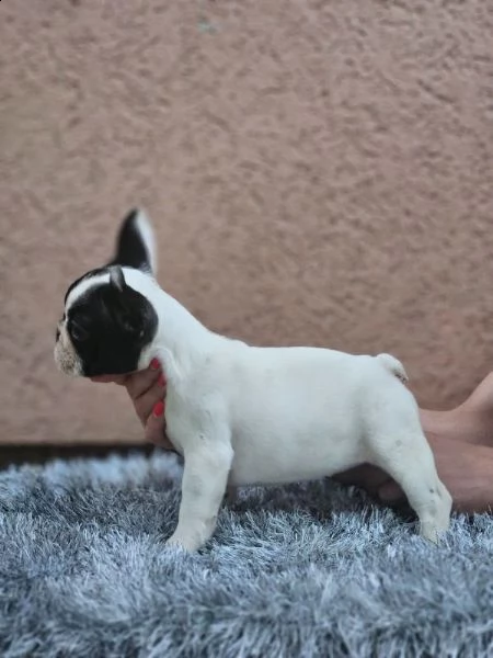 bulldog francese bellissimi cuccioli | Foto 2