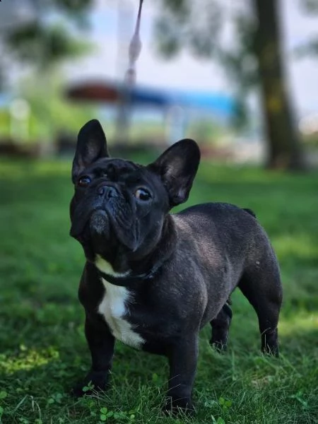 bulldog francese bellissimi cuccioli | Foto 1