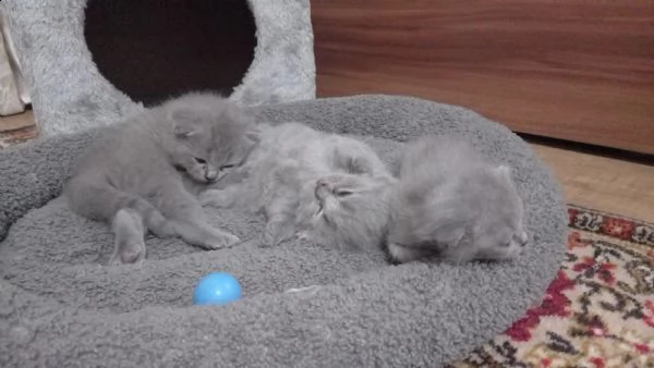3 gattini maschi scotish british fold e straight cercano una famiglia sono nati il 14 luglio