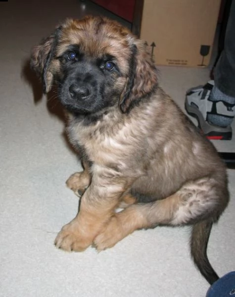 disponibili cuccioli di leonberger 