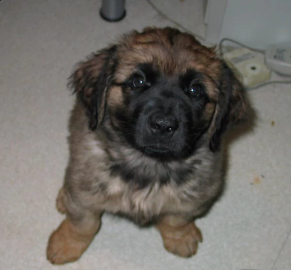 disponibili cuccioli di leonberger  | Foto 0