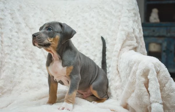 Cuccioli di Pitbull Terrier | Foto 0