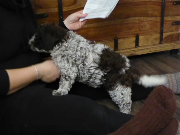 Cuccioli di Lagotto Romagnolo  | Foto 0