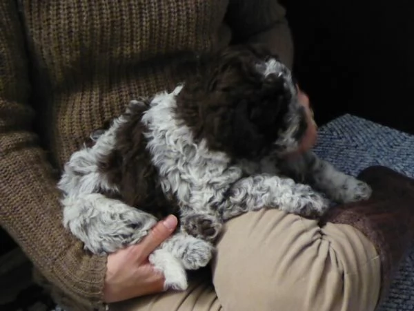 Cuccioli di Lagotto Romagnolo 