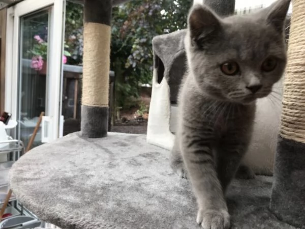 cucciolo di British Shorthair 