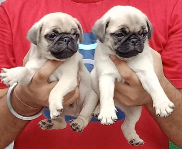 cuccioli di carlino 