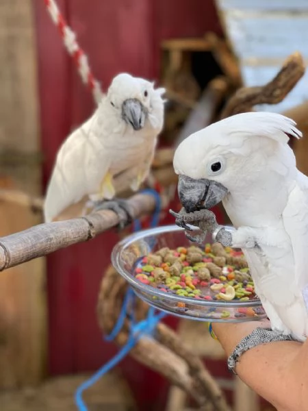 pappagalli cacatua per le migliori case in questo momento