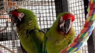 pappagalli amazzonici molto giocosi per buone case 