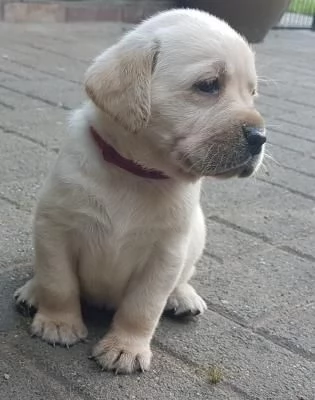 TRE CUCCIOLI DI LABRADOR CIOCCOLATO CON PEDIGREE | Foto 0