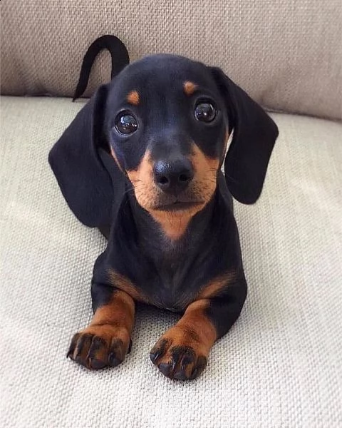 cuccioli di bassotto | Foto 0