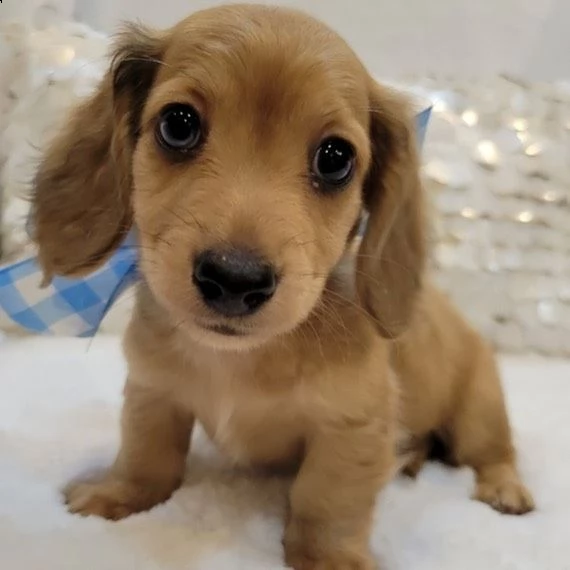 cuccioli di bassotto
