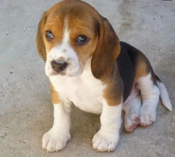 adorabili cuccioli di beagle disponibili in regalo | Foto 0
