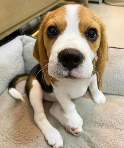 adorabili cuccioli di beagle disponibili in regalo