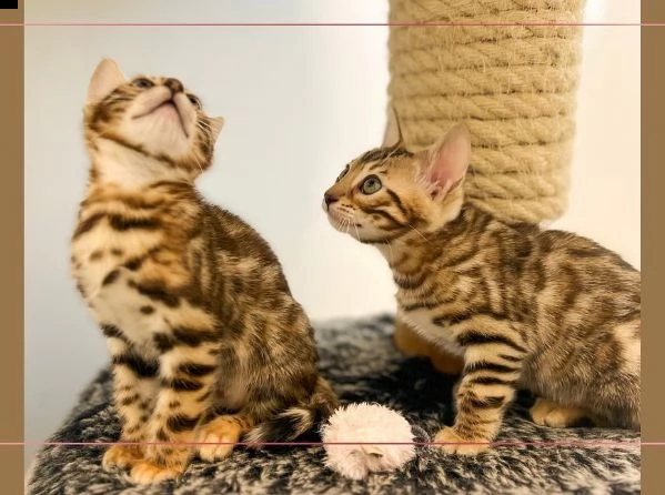 vendo due bellissimi gattini bengala | Foto 0