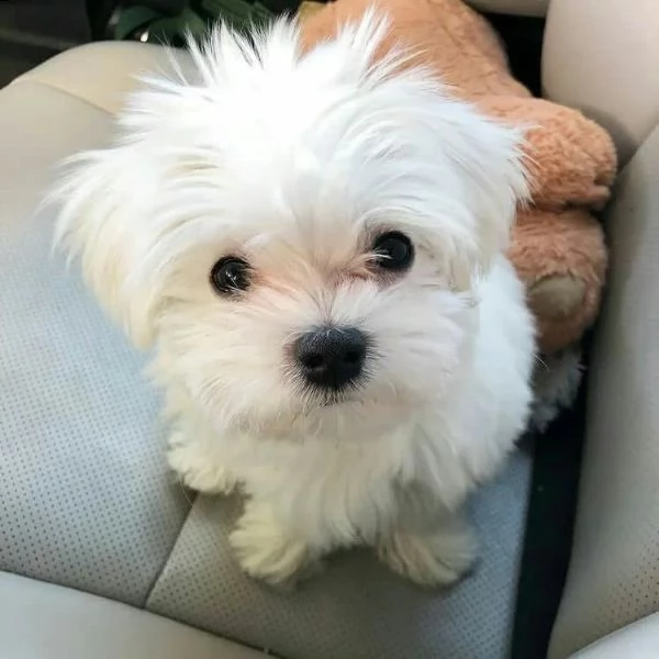 simpatici e sani cuccioli di maltese in tazza da tegrave  inestimabile in realtagrave abbiamo due piccoli cucc | Foto 0