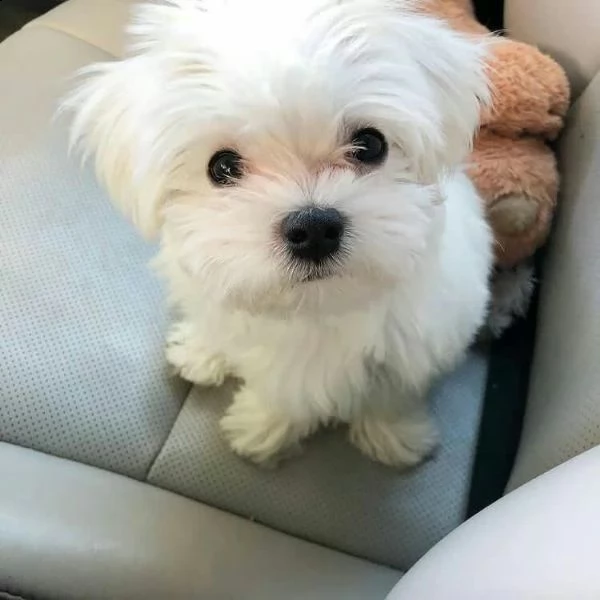 simpatici e sani cuccioli di maltese in tazza da tegrave  inestimabile in realtagrave abbiamo due piccoli cucc