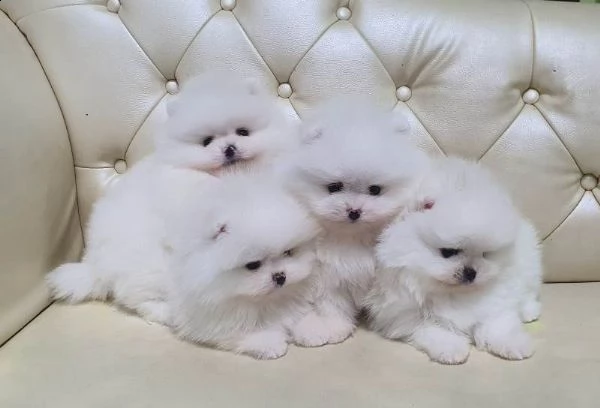 cuccioli di pomerania