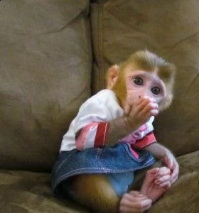 splendida scimmie cappuccino neonati per ladozione | Foto 0