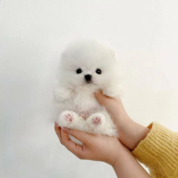 cucciolo di pomerania pomerania cremabeige