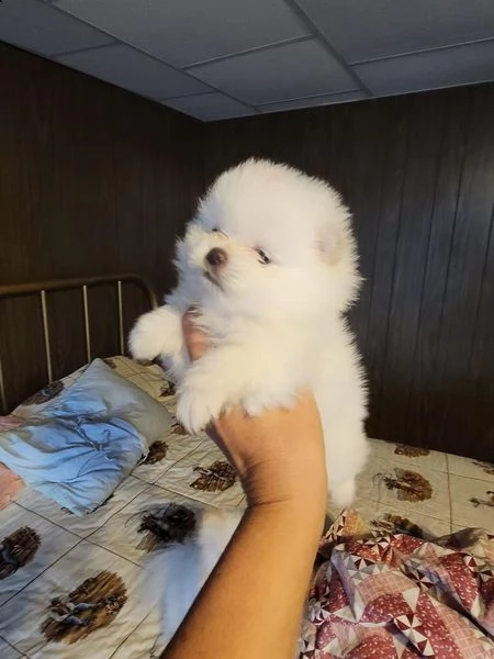 cucciolo di pomerania pomerania cremabeige | Foto 6