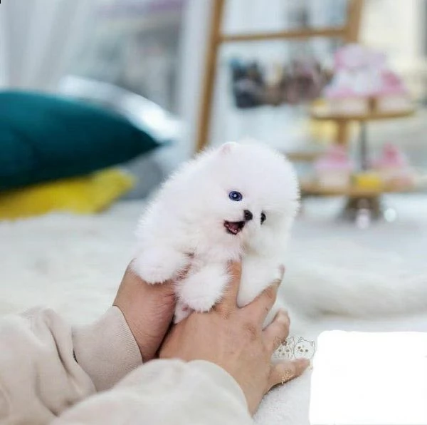 cucciolo di pomerania pomerania cremabeige | Foto 5