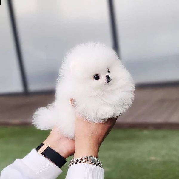 cucciolo di pomerania pomerania cremabeige | Foto 4
