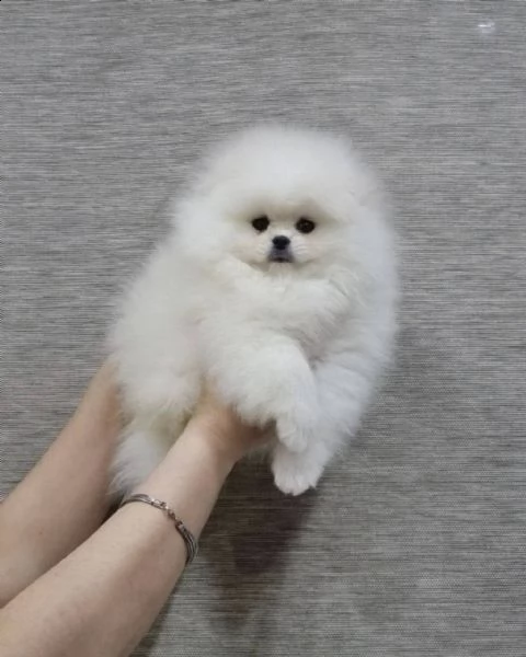 cucciolo di pomerania pomerania cremabeige | Foto 3