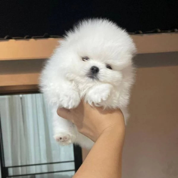 cucciolo di pomerania pomerania cremabeige | Foto 0