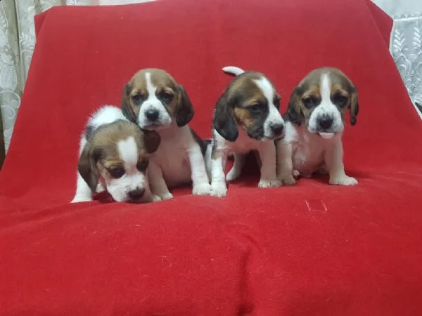regalo cuccioli beagle whatsapp 0039 353 317 4023  | Foto 2