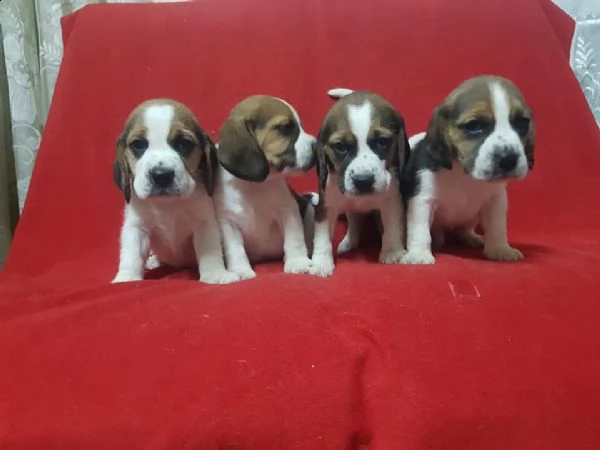 regalo cuccioli beagle whatsapp 0039 353 317 4023  | Foto 1