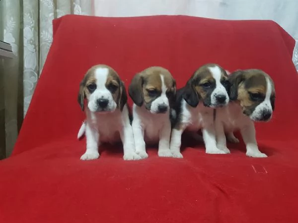 regalo cuccioli beagle whatsapp 0039 353 317 4023  | Foto 0